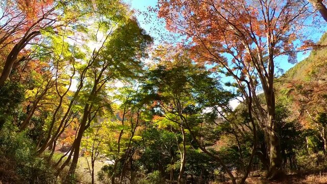 京都　八瀬もみじの小径