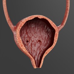 Realistic 3D Render of Urinary Tract