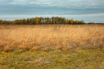 A wild meadow with tall grasses and a forest in the horizon