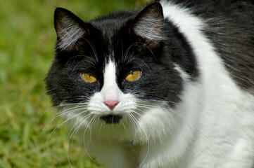 Naklejka na ściany i meble black and white kitten with striking look