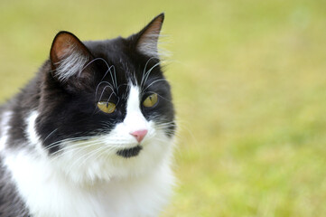 black and white kitten with striking look