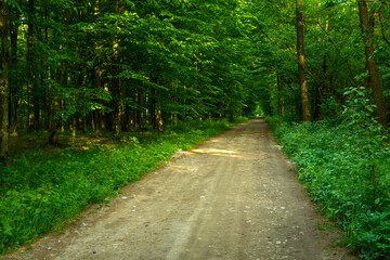 Fototapeta na wymiar Dirt road through a dense green forest, spring day