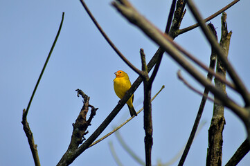 yellow bird resting on a branch