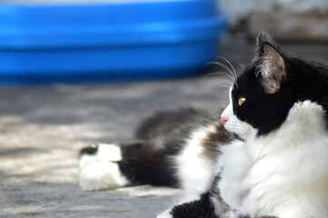 black and white kitten resting