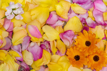 Flowes and rose petals background