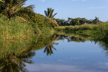 palm trees on the river - Dominican Republic