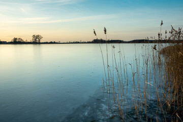 Frozen lake surface with reeds, an evening view