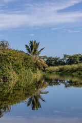 trees on the shore of the river - Dominican Republic