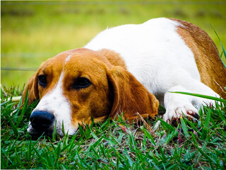 beagle dog sleeping