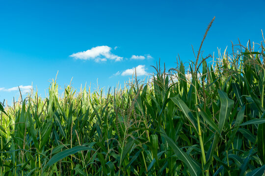 Green tall corn plants and blue sky