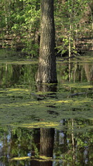 tree in the water