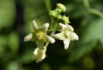 Knospen und Blüten einer weißen Zaunrübe