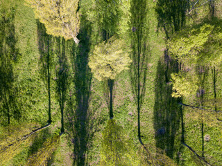 Shadows from early spring trees in the park. Aerial drone top view.