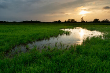 Wet green meadow and evening sunset, Nowiny, Poland