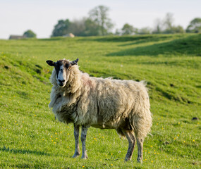 sheep in a field