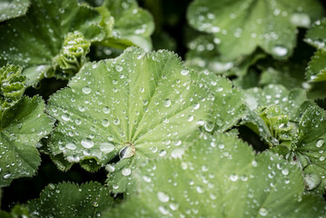 Frauenmantel / Silbermantel