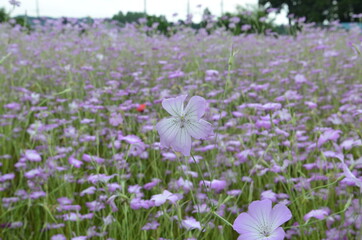 Obraz premium Corn cockle in full bloom 