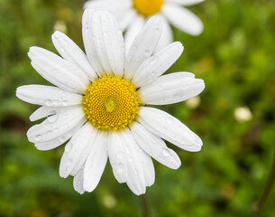 Margerite mit  Regentropfen