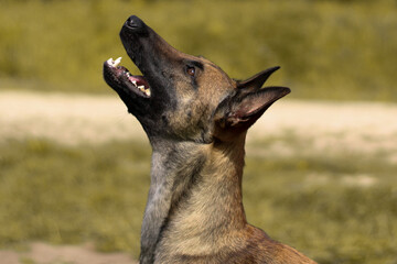 Beautiful belgian shepherd malinois is sitting in the field