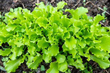 Arugula on the bed. The first vegetables in the garden in early spring. Eco cultivation of radishes on raised beds without the use of fertilizers. Arugula sprouts on fertile soil.