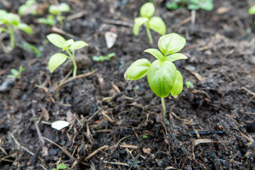 Basil. Ocimum basilicum. Fragrant herbs, spices, herb garden. Italian Cuisine. Bushes basil.