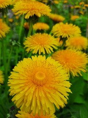 yellow dandelion flower