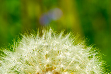 White fluffy round dandelion flower close up. Macro Photo