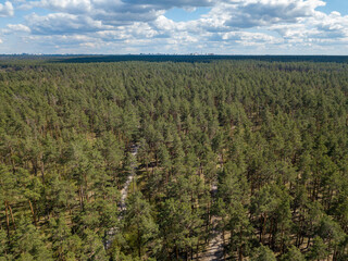 Green forest in spring. Aerial drone view.