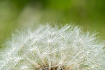 Fototapeta na wymiar White fluffy round dandelion flower close up. Macro Photo