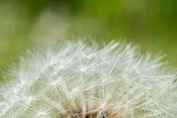 Foto op Canvas White fluffy round dandelion flower close up. Macro Photo © Payllik