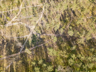 Green forest in spring. Aerial drone view.