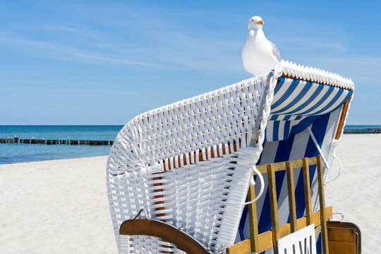 Seagull on a beautiful beach chair in the sand on a sunny, relaxed day on the coast of Mecklenburg Western Pomerania, East Germany
