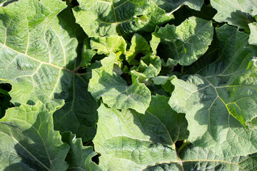 Large green burdock and green grass