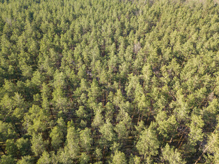 Green forest in spring. Aerial drone view.