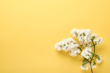 Branch of beautiful white lilac on yellow background. Top view. Festive greeting card with lilac for weddings, happy womens day Valentines and Mothers day.