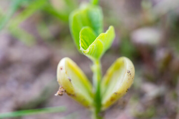 Bean leaf sprout close up. Macro Photo