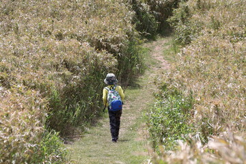 Fototapeta na wymiar 伊豆山稜歩道の風景。伊豆の山々の尾根道を歩くコース。伊豆の高原、山々を眺めを楽しみながらのウオーキング。