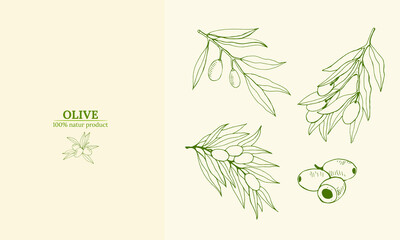 Template for design with olive fruits and tree branches. Olive tree branch hand drawn illustration in sketch style. Design elements for label, emblem, banner.