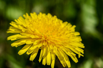 Yellow round dandelion flower close up. Macro Photo