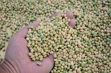 closeup bunch the yellow green soybean grains hold hand over out focus of the yellow brown background.