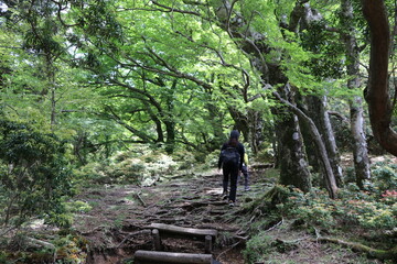 伊豆山稜歩道の風景。伊豆の山々の尾根道を歩くコース。伊豆の高原、山々を眺めを楽しみながらのウオーキング。　　緑の中を歩く