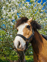 horse and apple tree