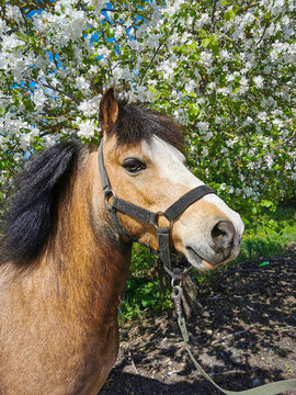 Portrait Of A Horse And Apple Tree