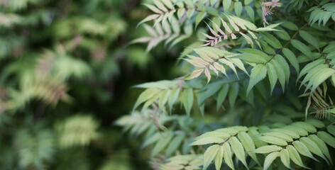 Background. Texture made of green  leaves. Flat lay, top view. Copy space. Abstract green leaf texture, nature background, tropical leaf