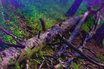 abstract colored broken tree in the forest