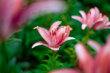 pink lily in the garden