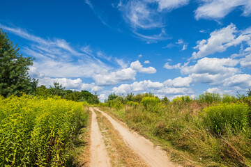 Fototapeta na wymiar Dirty road through blooming wild grasses and coppices on village outskirts. Sunny, summer day with beautiful picturesque clouds.