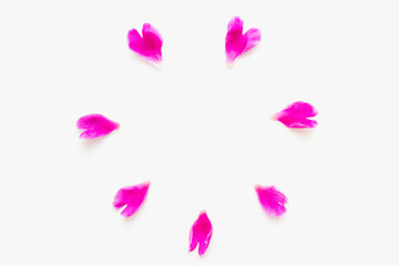 Obraz na płótnie Canvas bright petals on a white background, peony petals, pink petals on a white background, a circle of pink petals