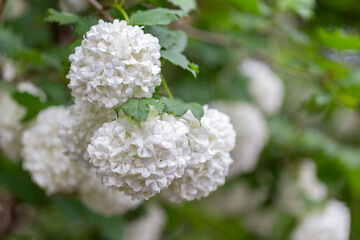 Beautiful white balls of blooming Viburnum opulus Roseum. White Guelder Rose or Viburnum opulus...