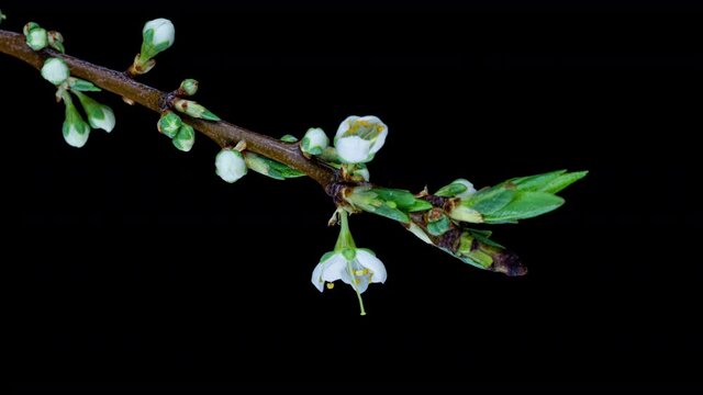 Beautiful Spring Cherry plum tree flowers blossom on black background, timelapse, extreme close up. Time lapse of Easter fresh blossoming alycha, myrobalan plum closeup. 4K video